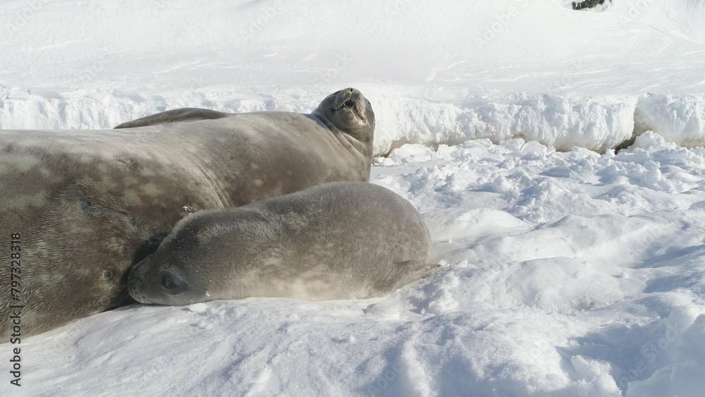 Obraz premium Closeup Antarctica Weddell Seal Family Rest On Snow. Baby and Mother Wild Arctic Mammal Animal Play on Cold Antarctic Ice Covered Landscape. Polar Wildlife Crabeater Close-up