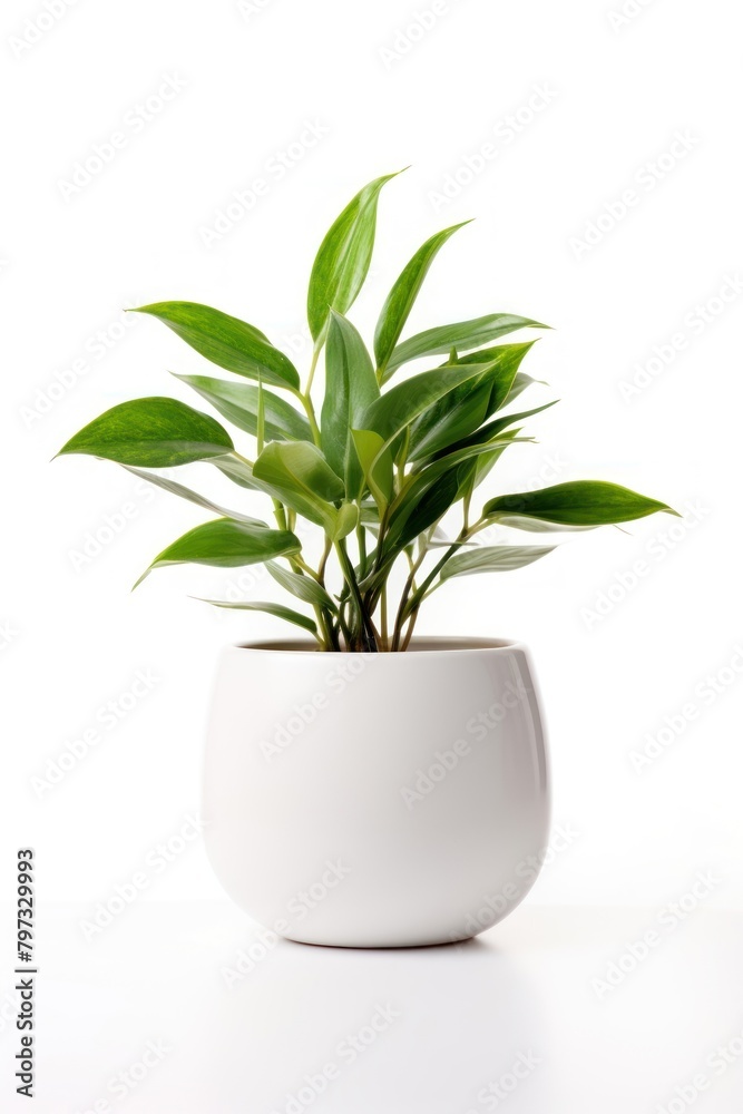 Plant in home leaf vase white background.