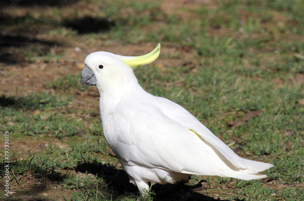 Sulphur-crested cockatoo parrot bird standing on green grass Sulphur-crested cockatoo parrot bird standing on green grass