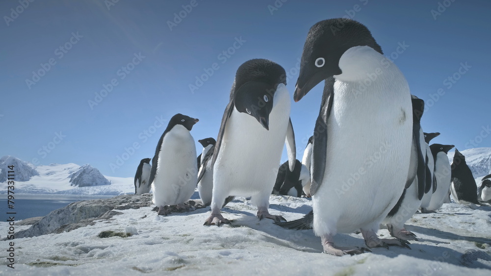 Obraz premium Penguins Couple Playing on Snow. Funny Male, Female Birdes. Antarctica Winter Landscape. Close-up Two Adelie Penguins Standing On Snow, Ice Covered Land. Behavior Of Wild Animals.
