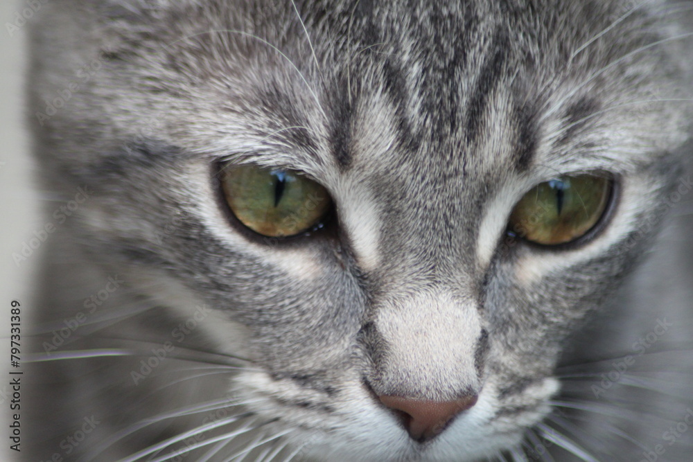 Cat Cat