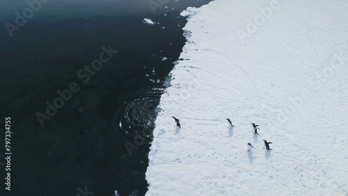 Dive into Antarctic waters with Gentoo penguins. Aerial view captures wild birds plunging from snowy land to icy coastal ocean near glaciers. Experience winter arctic wildlife swim behavior in drone .