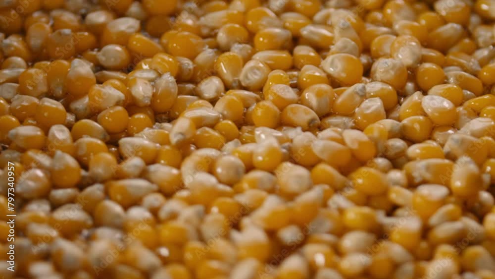 Corn kernels frying in a hot pan Corn kernels frying in a hot pan
