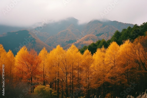 Autumn trees wilderness landscape mountain.