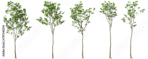 Form trees outdoor shapes ornamental set on transparent backgrounds 3d illustrations png photo