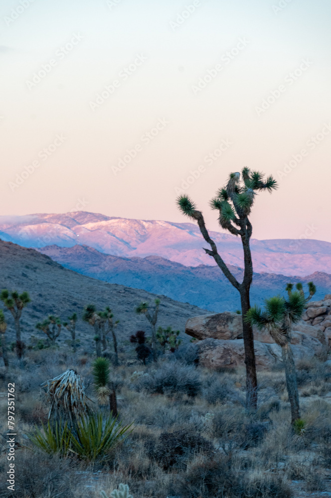 Obraz premium Impression of an early morning sunrise in Joshua Tree national park on an early winter morning.