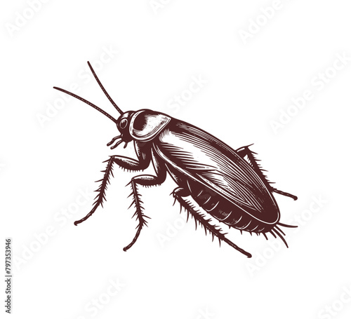 cockroach hand drawn vector illustration