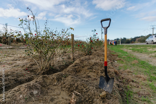 Spade used in diggin up dried silt from the Cyclone Gabrielle natural disaster. Eskdale, Napier, Hawkes Bay, New Zealand Bay. February 2023 photo