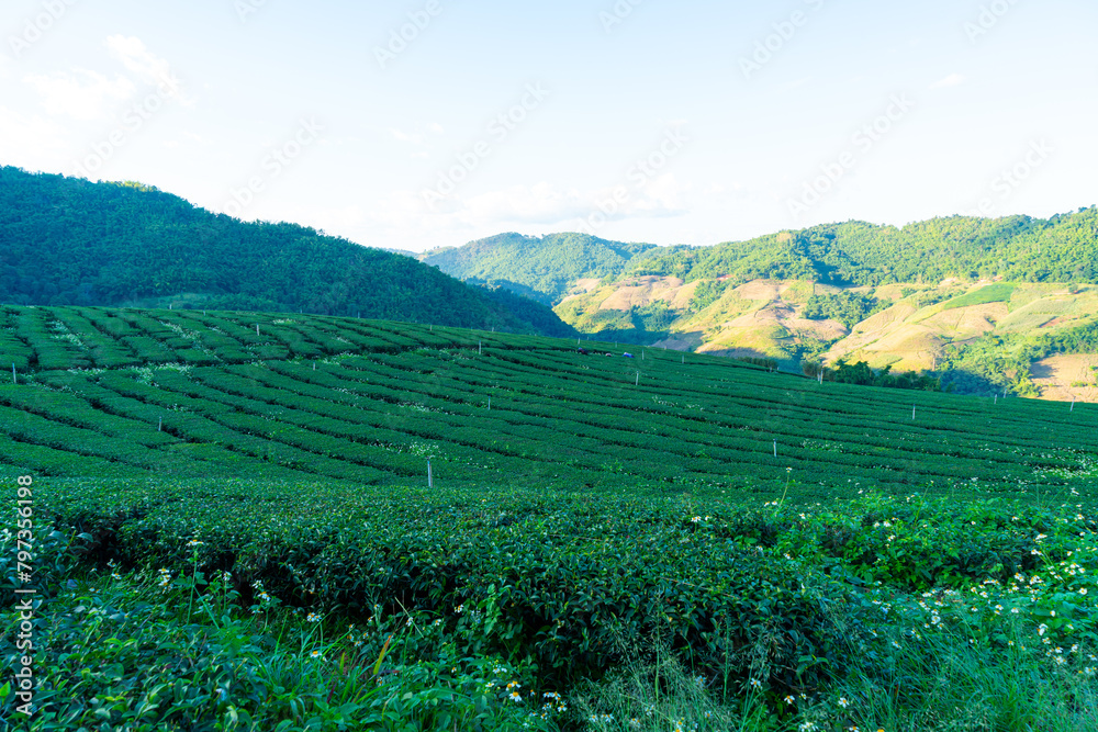 Naklejka premium tea plantation and green tea plantation