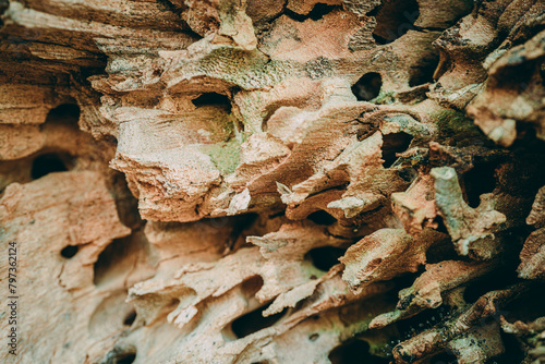 An anthill in a dry tree with many exits