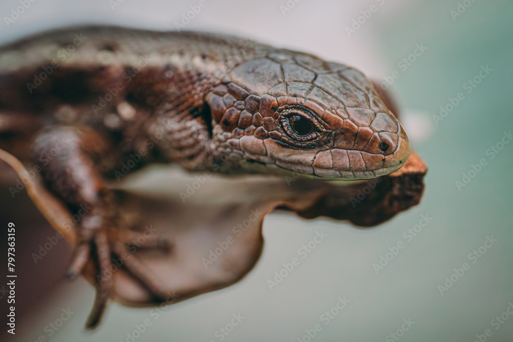 Obraz premium Meadow Lizard in dry grass. The lizard is looking at the camera. Beautiful lizard eyes. Viviparous lizard
