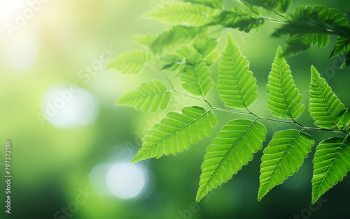 Closeup of green leaves on blurred nature background with bokeh
