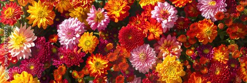High angle view of various flowers, Colorful Flowers With Sunlight Above Them Background.  © zamin