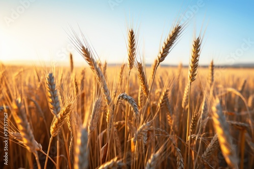 a close up of wheat photo