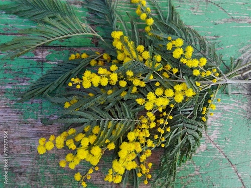 Mimosa (silver wattle) branch on green cracked wooden background. Spring tree flowers on rustic weathered table. Blooming yellow acacia dealbata on wood painted texture. Floral pattern for card design