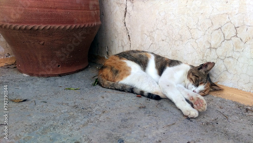 a cat lying on the floor in the Preveli Monastery on the island of Crete (Greece) © Christian Kaehler