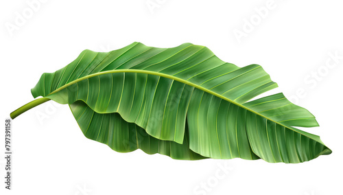Tropical green banana tree leaf, isolated on transparent background.