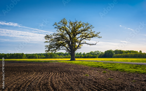 View of freshly plowed agricultural field with large oak tree at its edge and blue sky with wispy clouds in background in spring