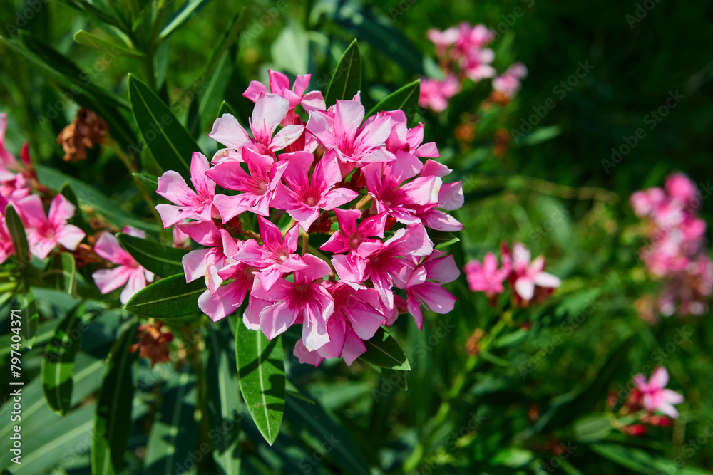 Close-up of pink Oleander blooming in garden
Close-up of pink Oleander blooming in garden