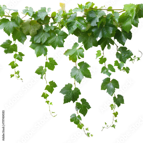 Grape leaves vine plant on Transparent Background