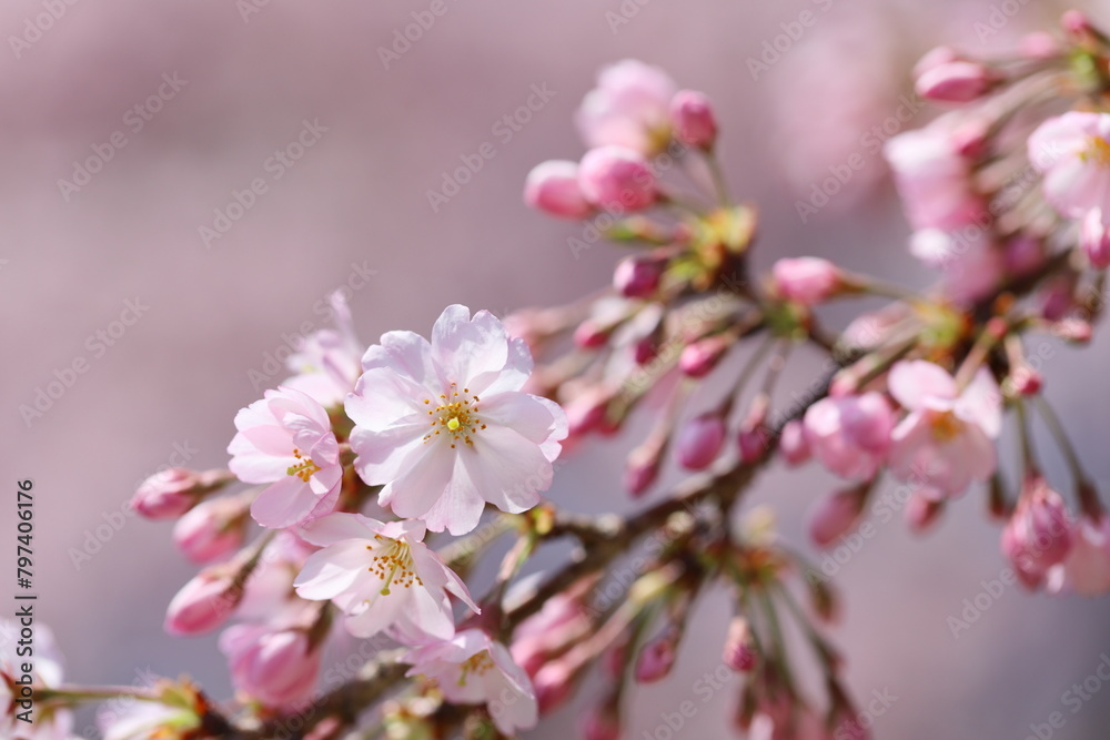 咲き始めた思川桜のクローズアップ