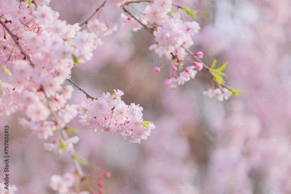 満開の八重紅枝垂れ桜