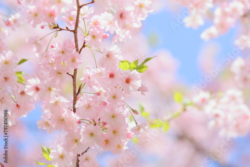 八重咲きの淡いピンクの桜