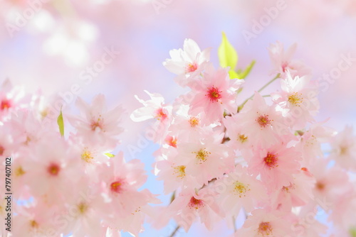 八重咲きの淡いピンクの桜のクローズアップ