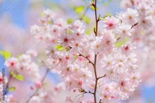 八重咲きの淡いピンクの桜