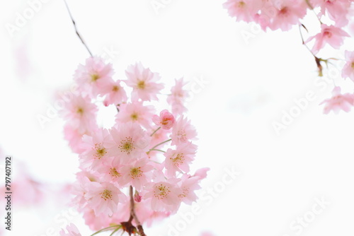 八重咲きの淡いピンクの桜　白背景