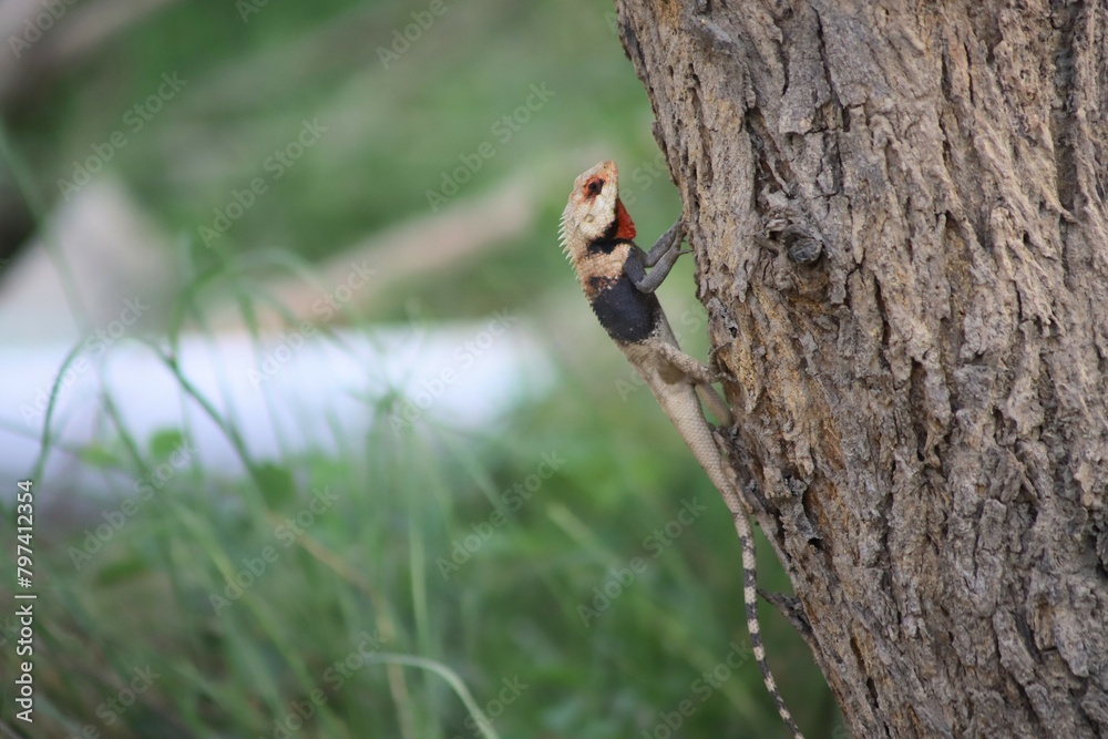 Wild lizard hanging out on a tree. Agama Lizard resting on tree trunks. Different forms of the same chameleon. Animal chameleon panther lizard. Colorful beautiful on branch. 4K Footage. Wild lizard hanging out on a tree. Agama Lizard resting on tree trunks. Different forms of the same chameleon. Animal chameleon panther lizard. Colorful beautiful on branch. 4K Footage.