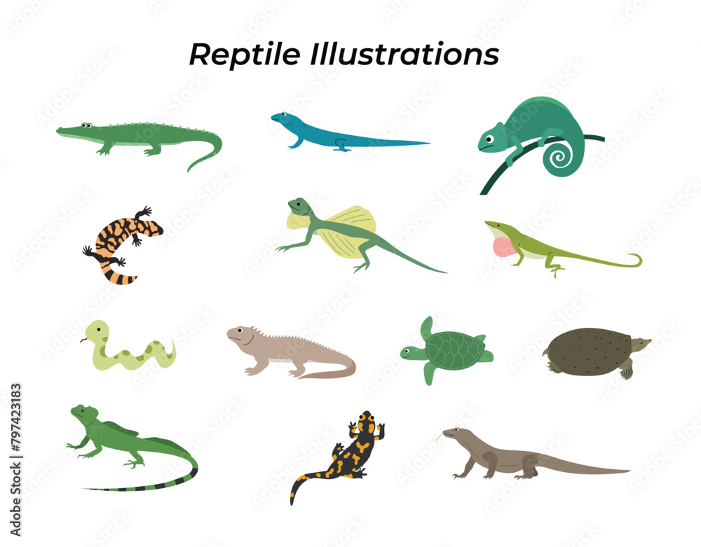 Fototapeta premium Reptile Illustration