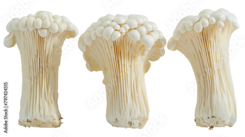 Lions Mane Mushroom on Transparent Background - Ideal for Culinary and Herbal Medicine Designs photo