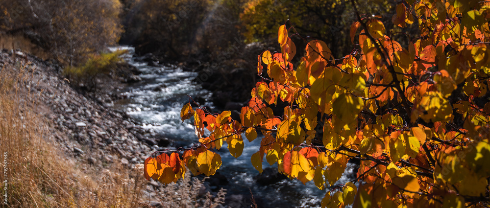 Autumn background landscape. Tree of yellow color, red-orange foliage in the autumn forest. Abstract autumn nature, beauty scene, october season, sun, blue sky. Autumn leaves of nature tree.