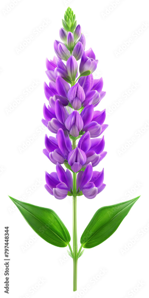 Naklejka premium Beautiful Blue Vervain flowers, Floral plants with blue blooms, PNG transparent image, AI generative.