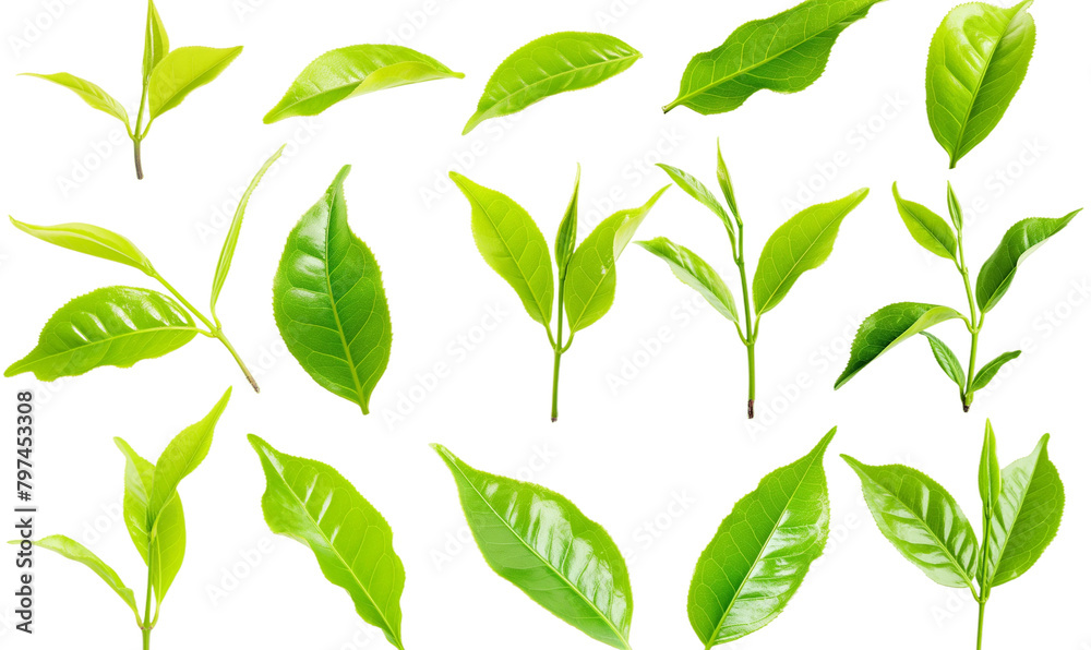 A set of green tea leaves isolated transparent background PNG A set of green tea leaves isolated transparent background PNG