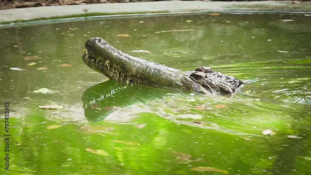 Vídeo do Stock: Crocodile Encounter Video - The false gharial ...