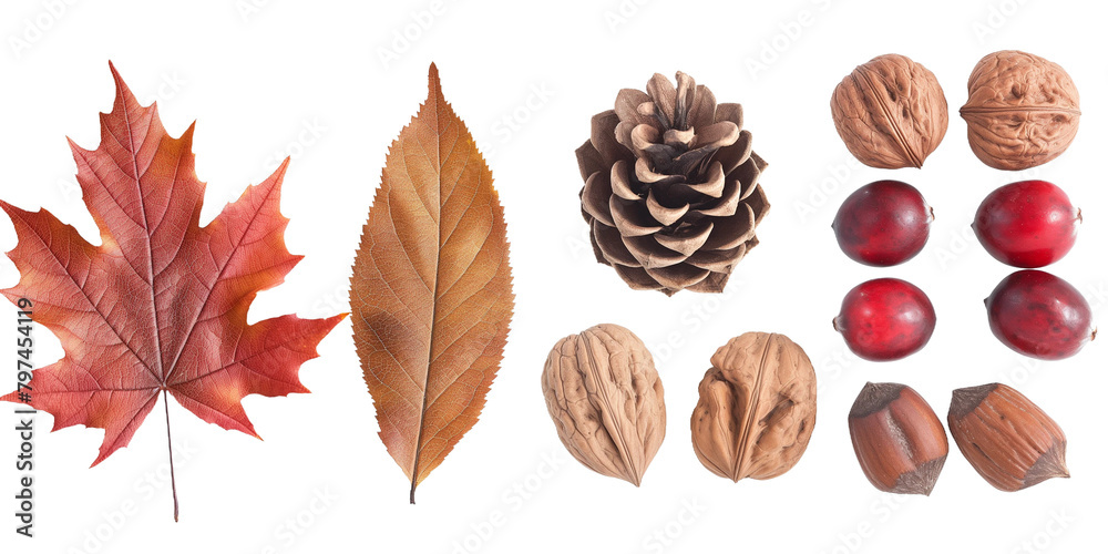 Fototapeta premium Leaves and acorns, nuts isolated transparent background PNG