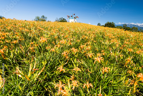 The beautiful long yellow lilies (daylilies) in the Chike Mountain (Jinzhen Mountain) of Hualien, Taiwan. photo