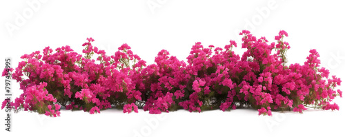 Pink isolated bougainvillea bushes transparent background PNG