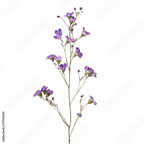 dried flower purple flowers transparent background PNG