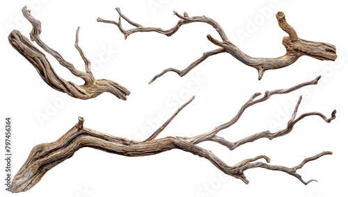 tree dry tree branches at different angles transparent background PNG