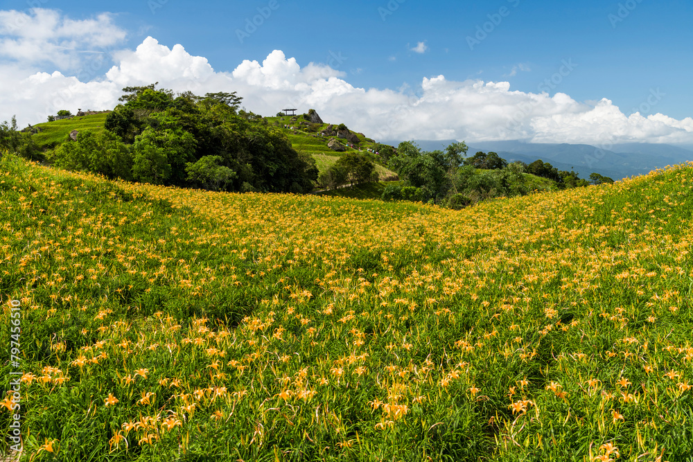 The beautiful long yellow lilies (daylilies) in the Chike Mountain (Jinzhen Mountain) of Hualien, Taiwan. The beautiful long yellow lilies (daylilies) in the Chike Mountain (Jinzhen Mountain) of Hualien, Taiwan.