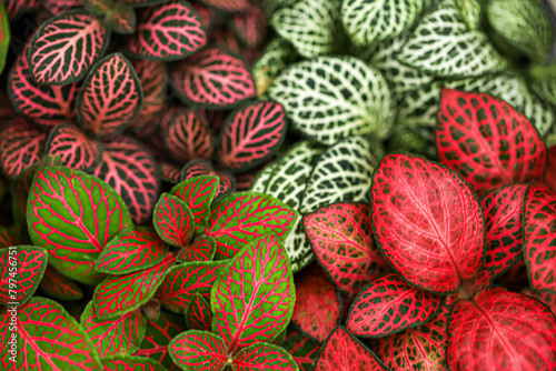 Close up green and red pattern leaves. leaf texture, for background. Fittonia verschaffeltii or Fittonia albivenis plant.
 photo