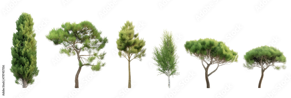 pine trees transparent background PNG Stock Photo | Adobe Stock