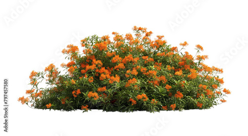 bush with orange flowers transparent background PNG