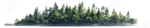 forest transparent background PNG © Transparent PNG