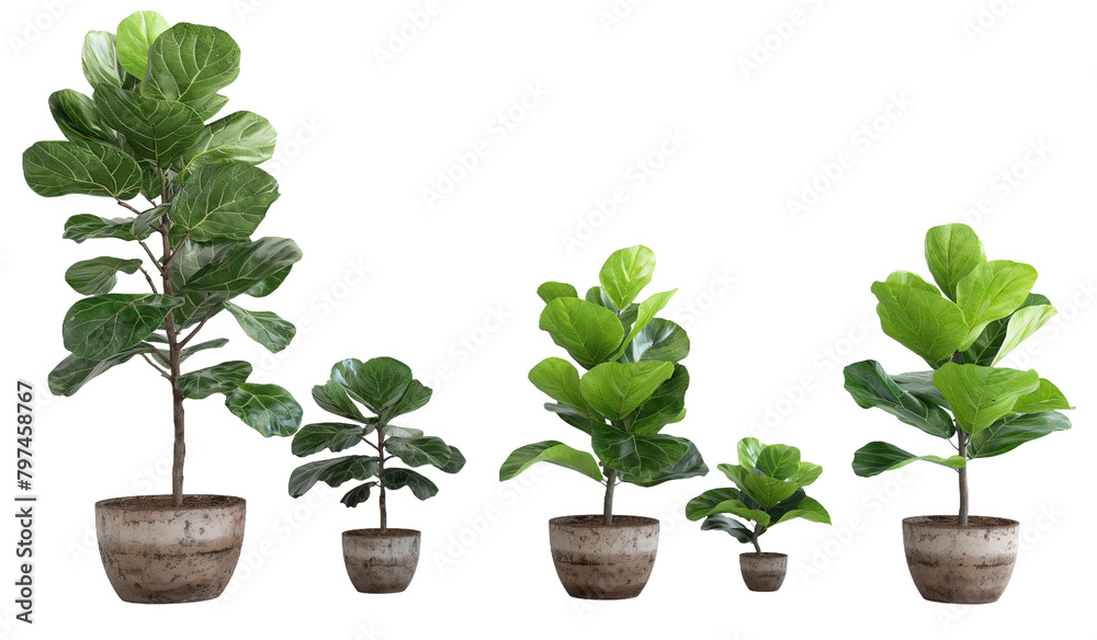 fiddle leaf fig trees transparent background PNG Stock Photo | Adobe Stock