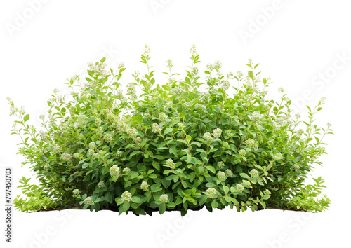 green bush isolated on white transparent background PNG