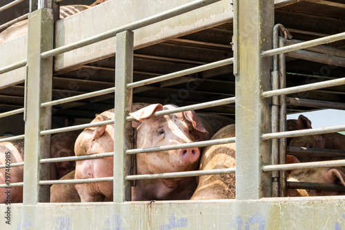 Close-up of pigs on a truck in Pingtung, Taiwan.